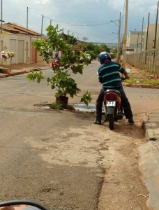 0411arvoreplantada