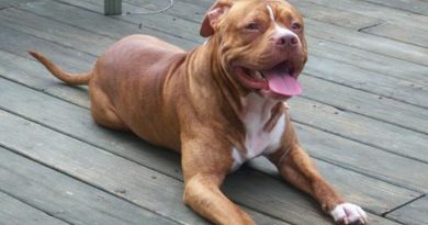 Cão pitbull invade quintal e mata cachorro em Frutal