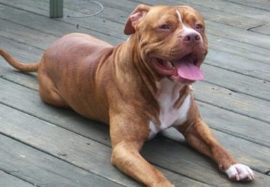 Cão pitbull invade quintal e mata cachorro em Frutal