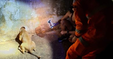 Corpo de Bombeiros de Ituiutaba realiza salvamento de cachorro preso em cano de drenagem de um muro de uma residência