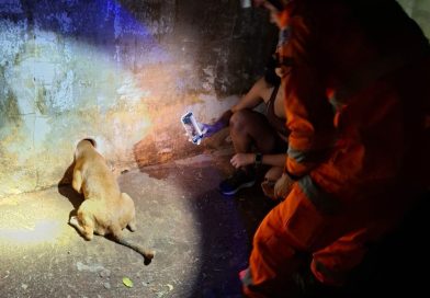 Corpo de Bombeiros de Ituiutaba realiza salvamento de cachorro preso em cano de drenagem de um muro de uma residência