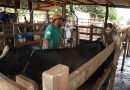 Genética de ponta: programa Frutal +Genética entrega 240 embriões a produtores rurais
