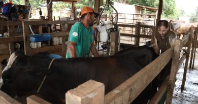 Genética de ponta: programa Frutal +Genética entrega 240 embriões a produtores rurais